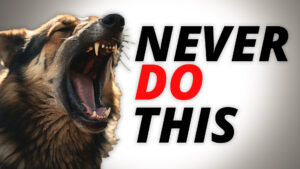 photography of a german shepherd barking with a next that says never do this